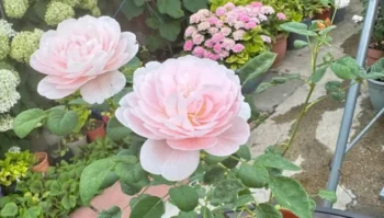 růže kvete v zahradě