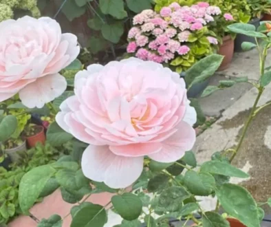 růže kvete v zahradě