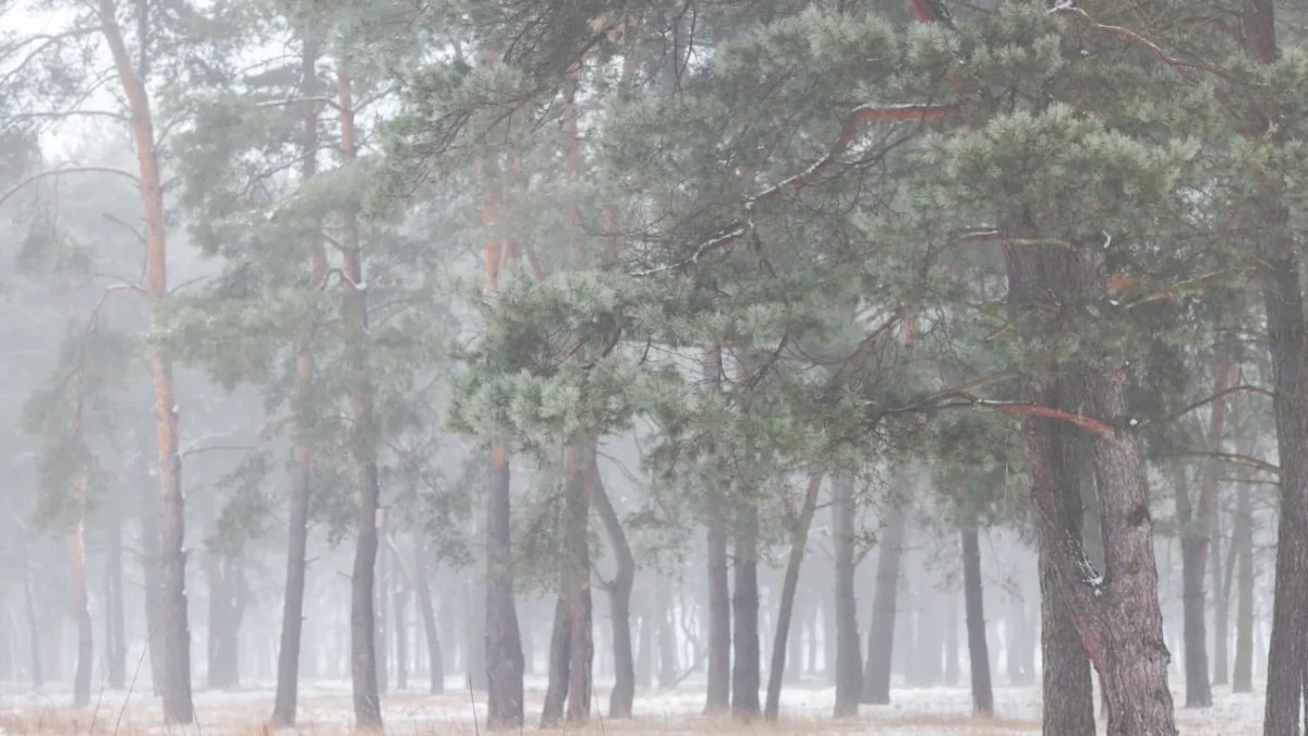 shutterstock_2254810101-2-2