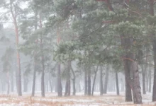 shutterstock_2254810101-2-2