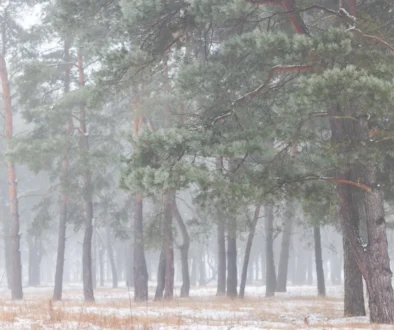 shutterstock_2254810101-2-2