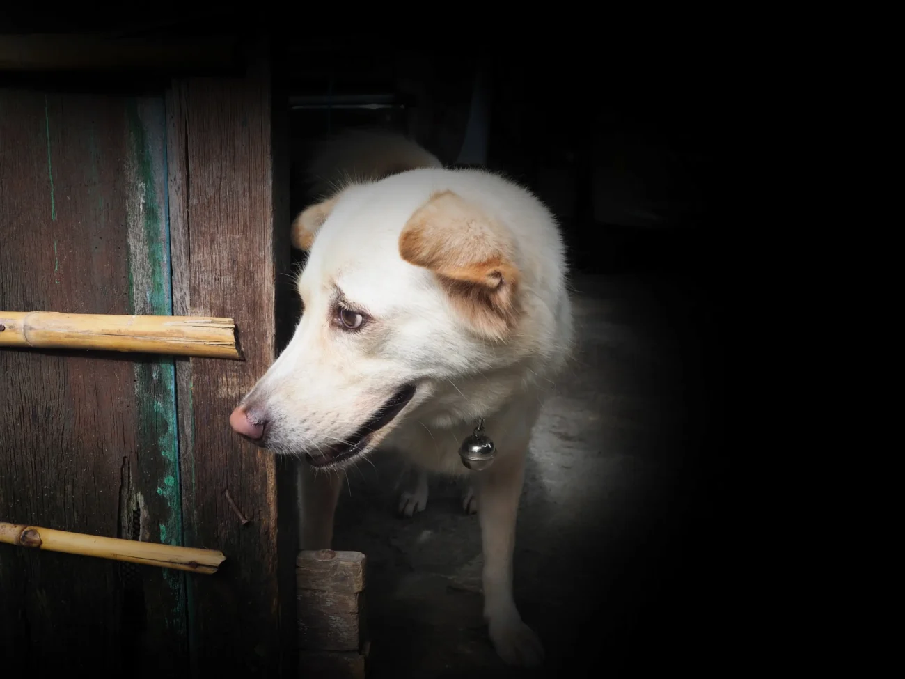 Pejsek vyhlíží ze dveří. 