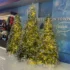 vánoční stromečky v obchodě