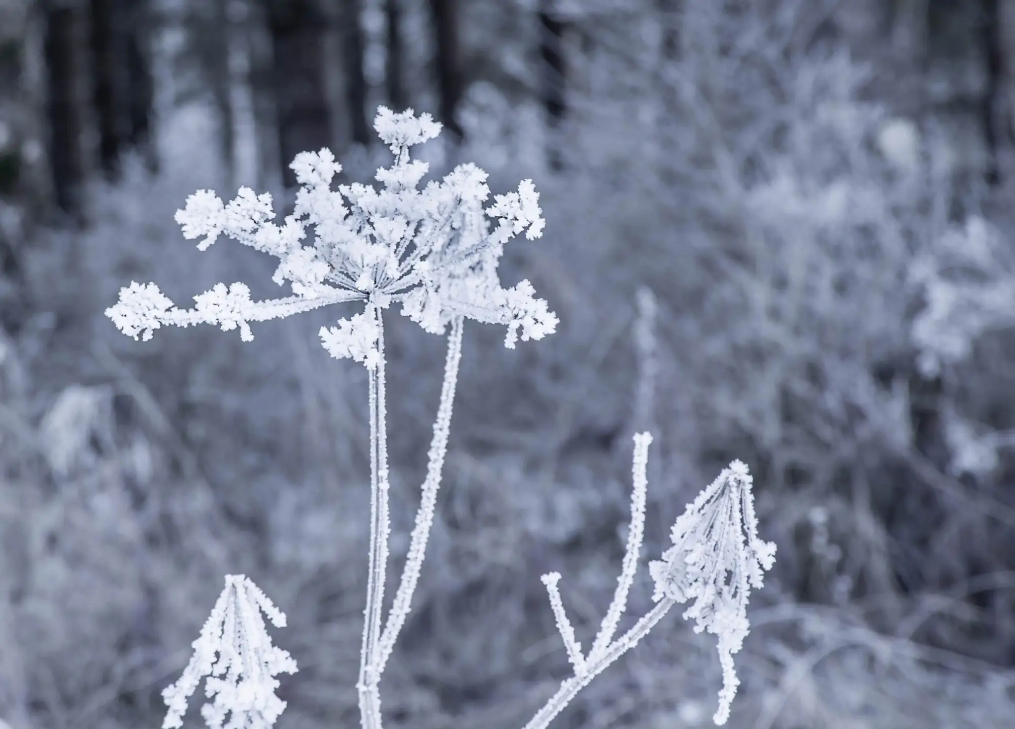 Sníh a mráz v listopadu? Nejspíš ano | TVGURU.cz Sníh a mráz v listopadu? Nejspíš ano