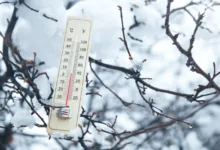 Teploměr na stromě v zimě.