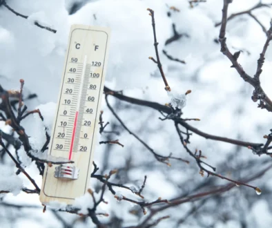 Teploměr na stromě v zimě.