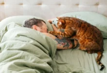 Tenhle pes se nosí jako kočka. Zdroj: Shutterstock