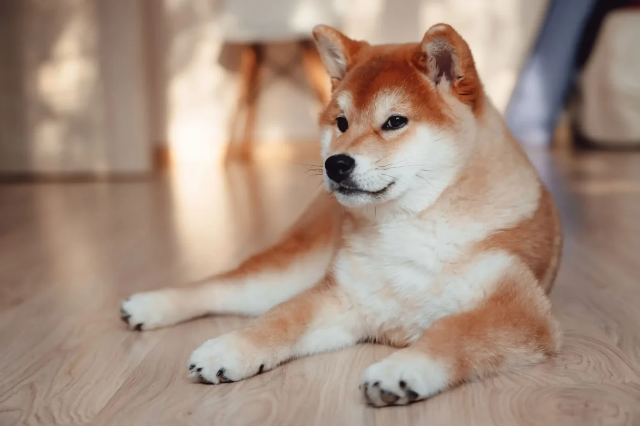 shibainu | TVGURU.cz psí plemeno shiba inu