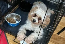 pes leží v pelíšku vedle misky