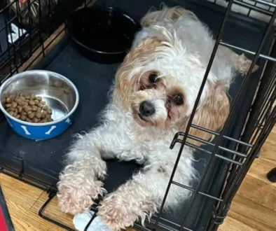 pes leží v pelíšku vedle misky