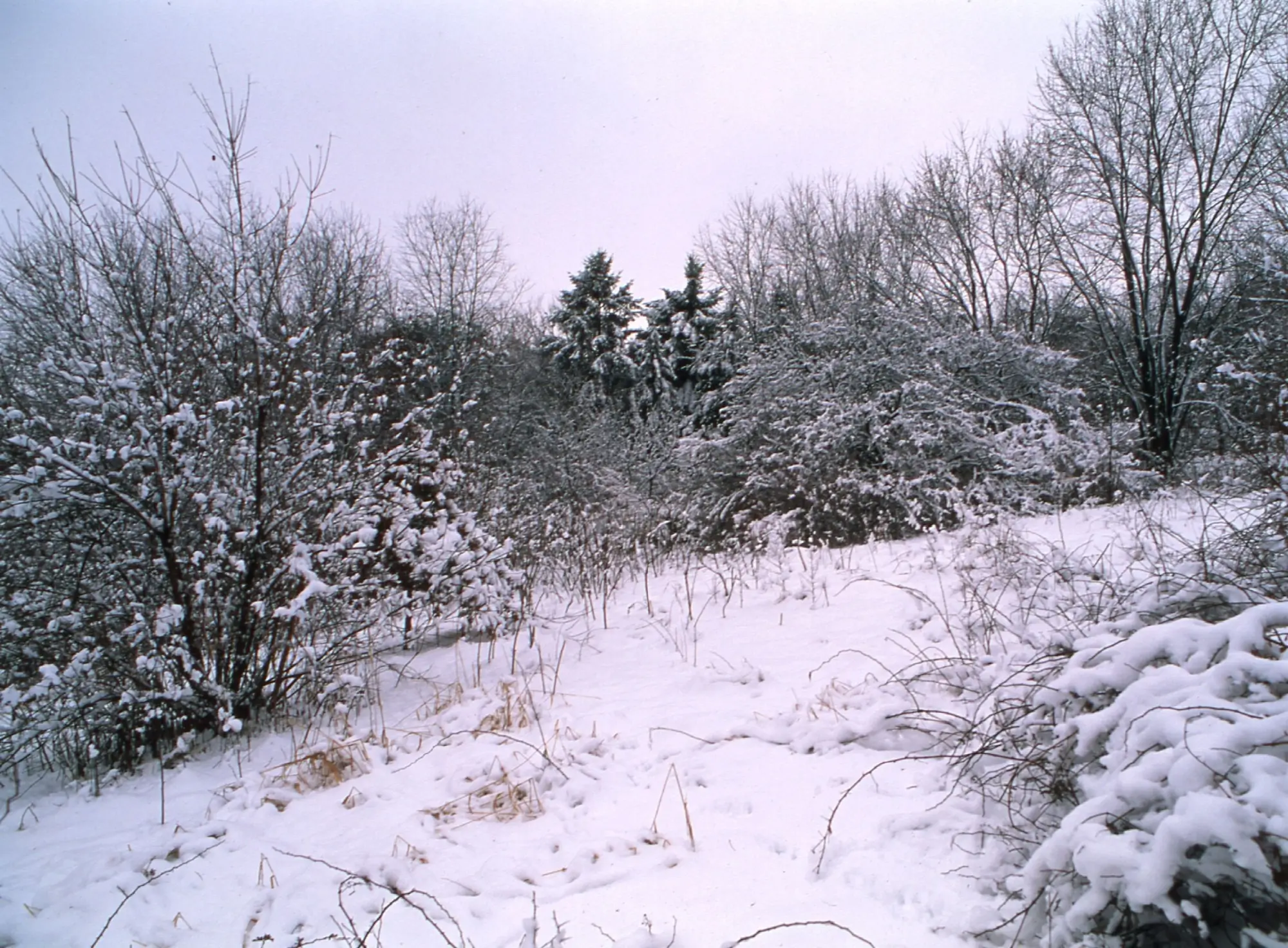 Takhle to bude zítra nejspíš vypadat od středních poloh | TVGURU.cz Takhle to bude zítra nejspíš vypadat od středních poloh