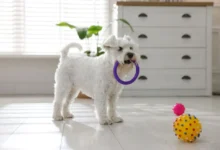 malý bílý pes si hraje s hračkami
