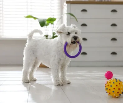 malý bílý pes si hraje s hračkami