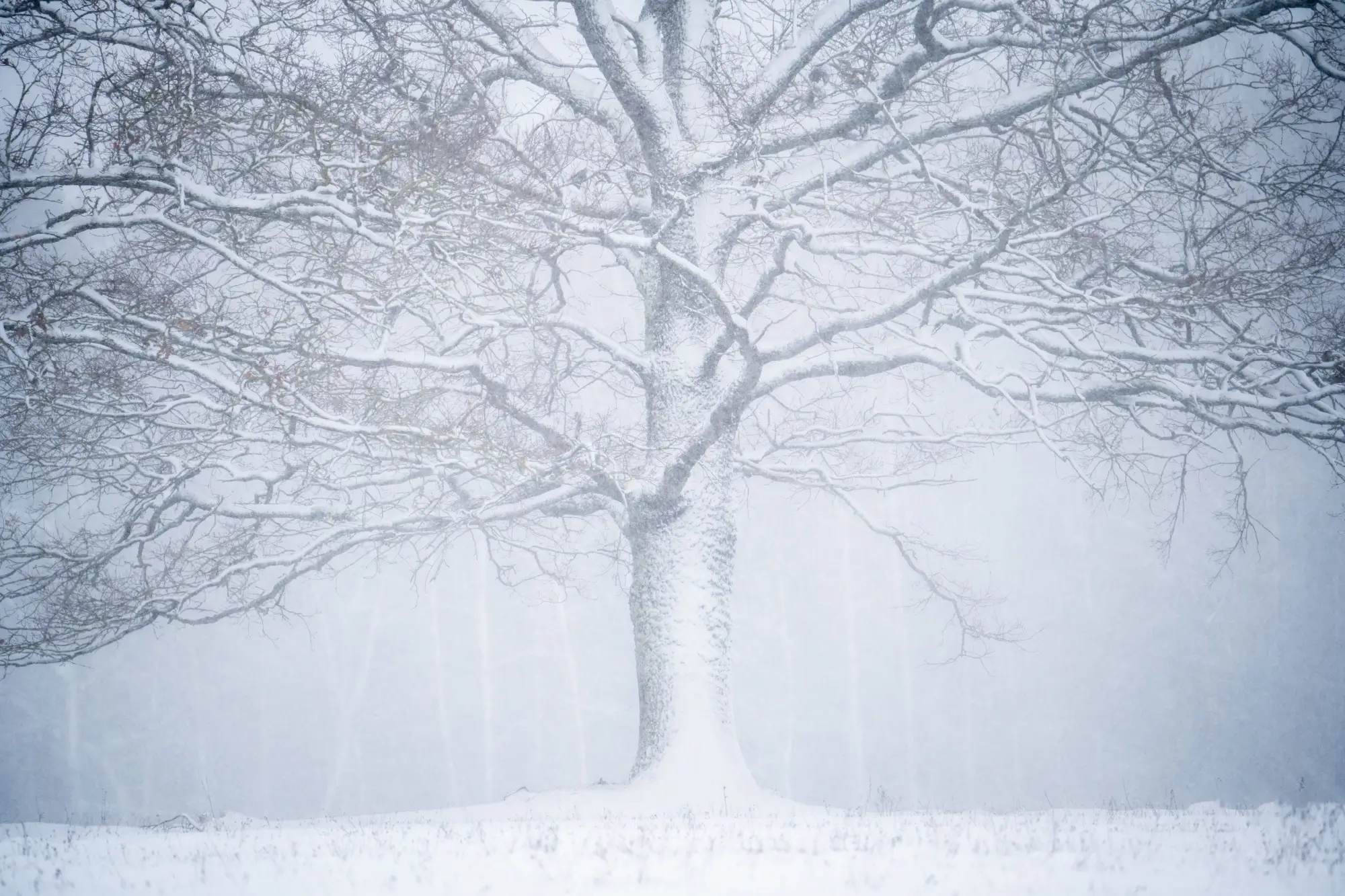 V nížinách budou převládat srážky smíšené a mrznoucí mlhy