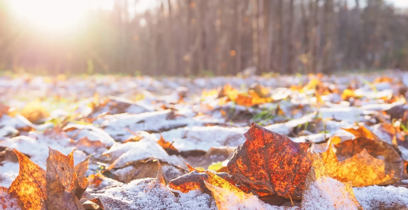 shutterstock_746263969 1 | TVGURU.cz Zmrzlé podzimní listí.