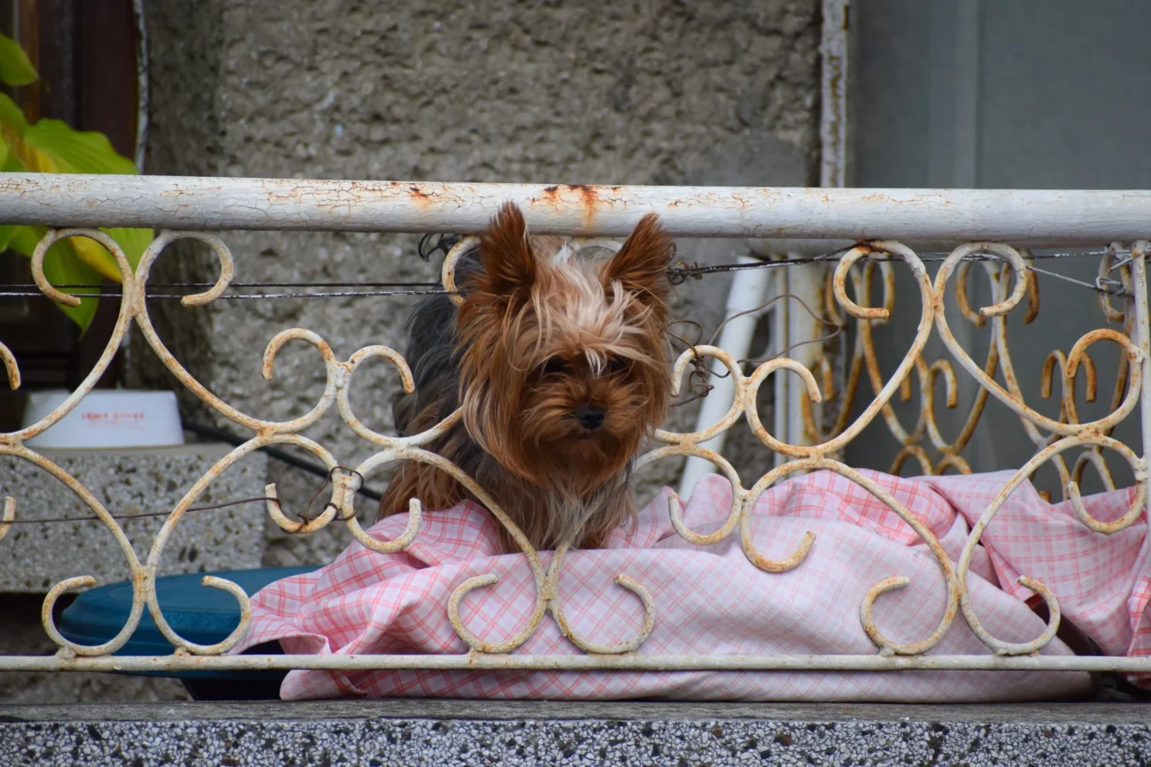 Jorkšír šmíruje z balkonu. 