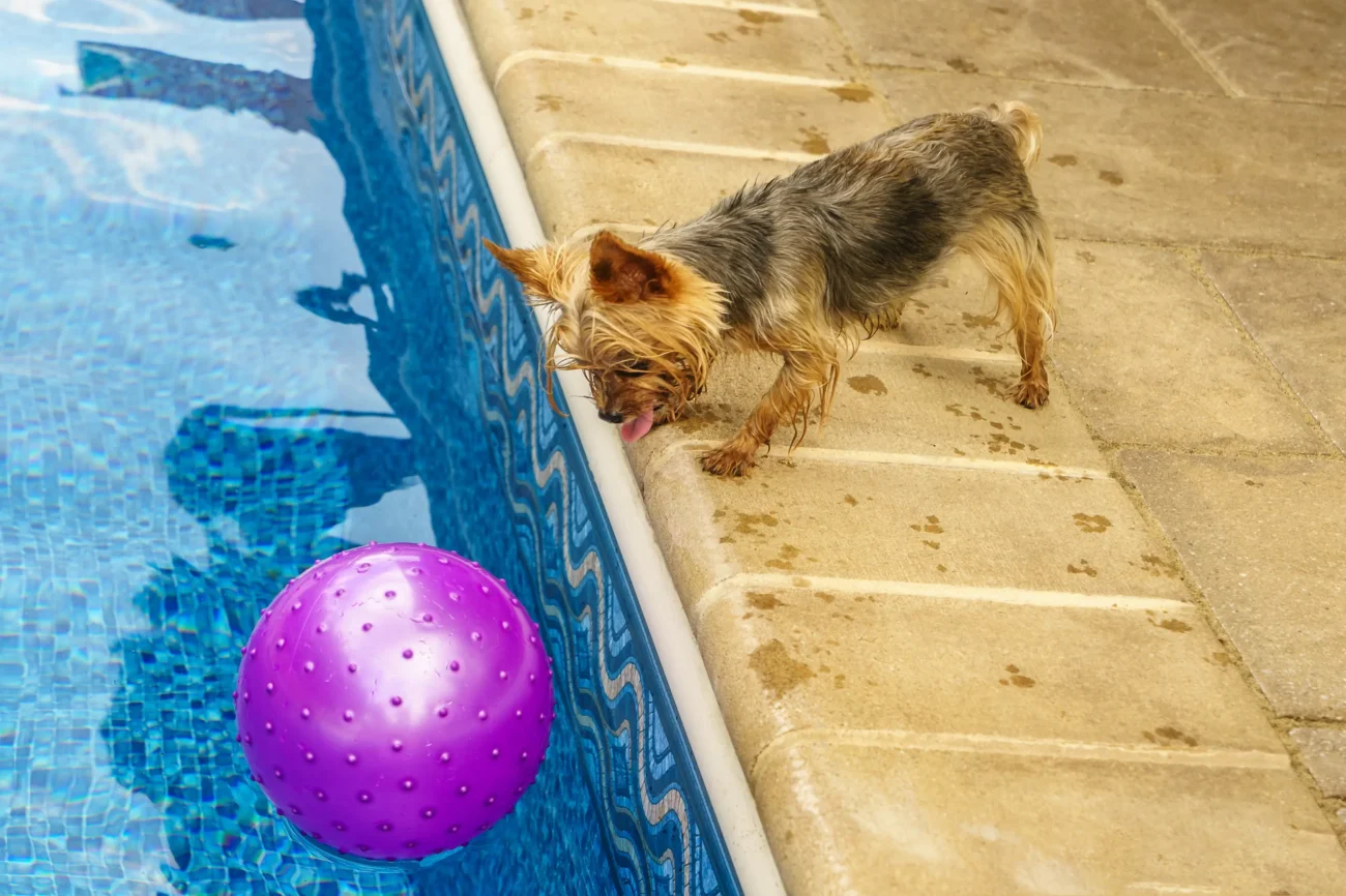 Jorkšír se do bazénu dívá na balon. 