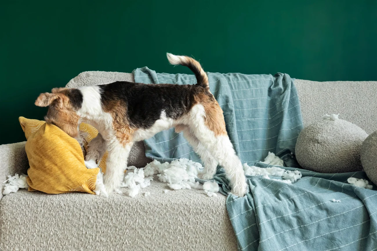 shutterstock_2665430517-2-2 | TVGURU.cz Pejsek na gauči cupuje polštář.