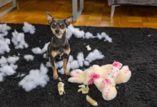 Čivava sedí vedle roztrhaného plyšáka.