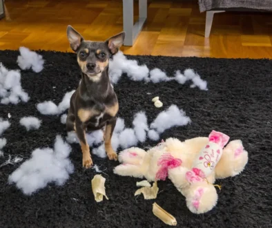 Čivava sedí vedle roztrhaného plyšáka.