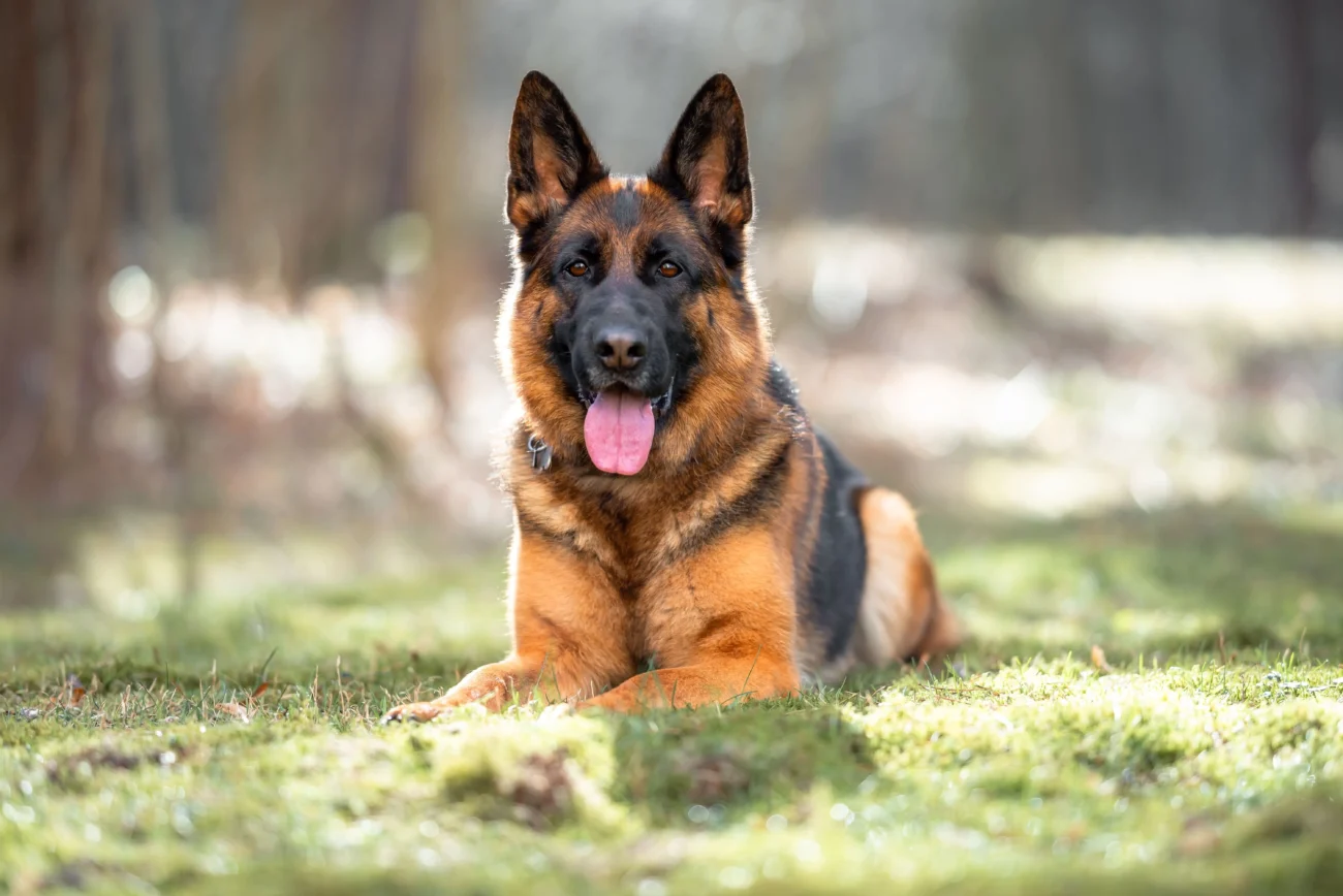 shutterstock_2604919497-min | TVGURU.cz pes leží na trávě