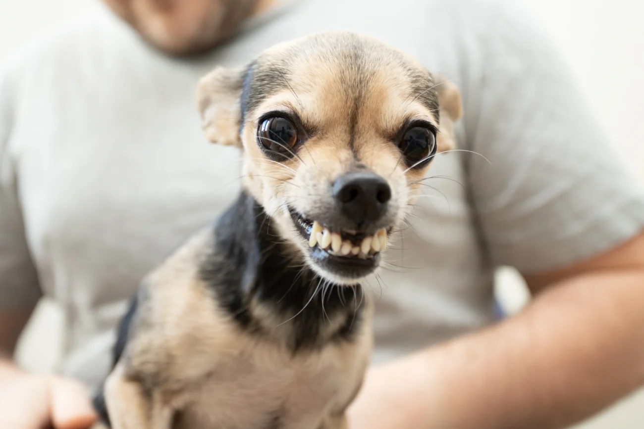 Malá čivava je agresivní na svého majitele