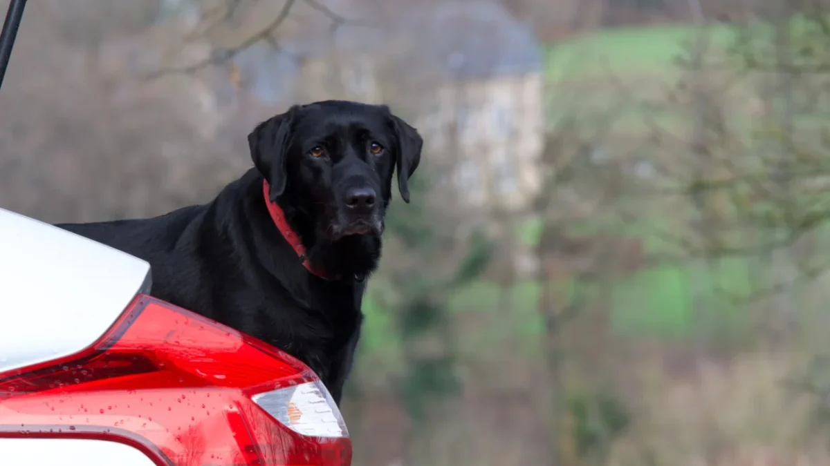 Pejsek vykukuje za autem.