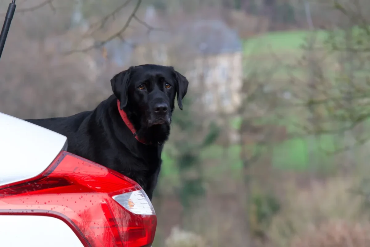 Pejsek vykukuje za autem.