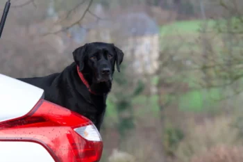 Pejsek vykukuje za autem.