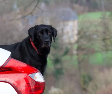 Pejsek vykukuje za autem.