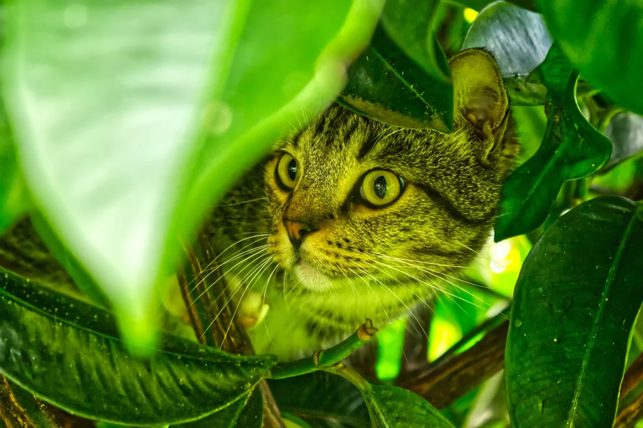 Kočka je schovaná mezi listím. 