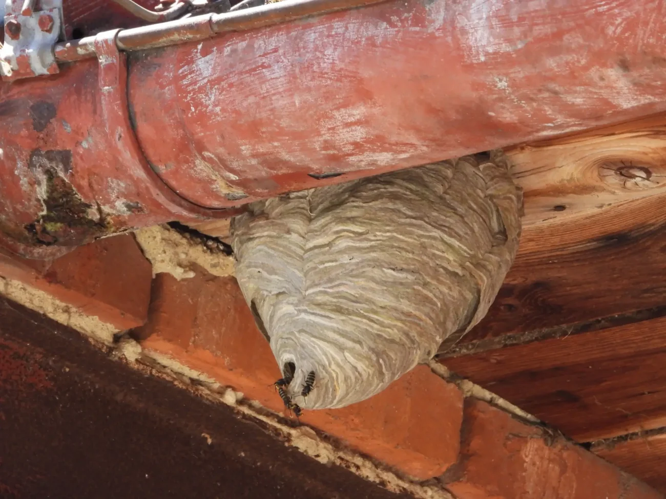 vosíhnízdo | TVGURU.cz vosí hnízdo