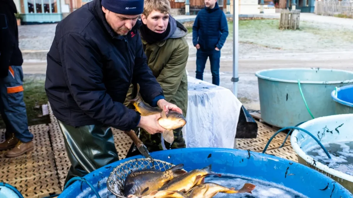 výlov kapra z kádí
