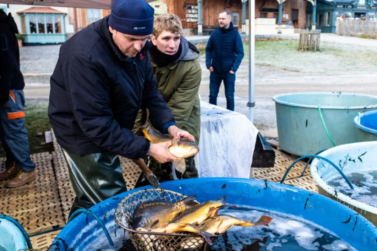 výlov kapra z kádí