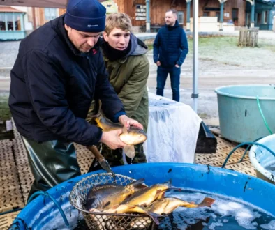 výlov kapra z kádí
