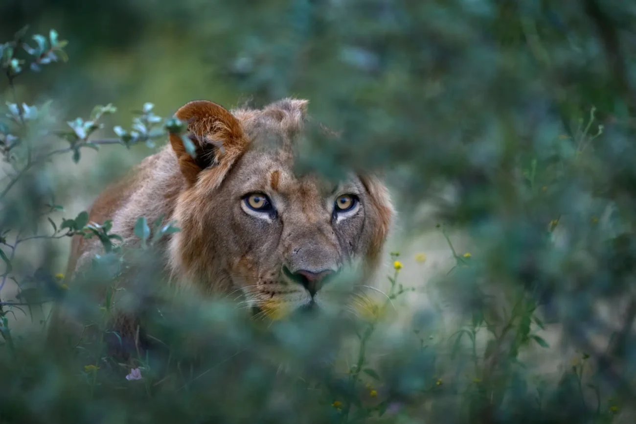 lev | TVGURU.cz Lev v křoví