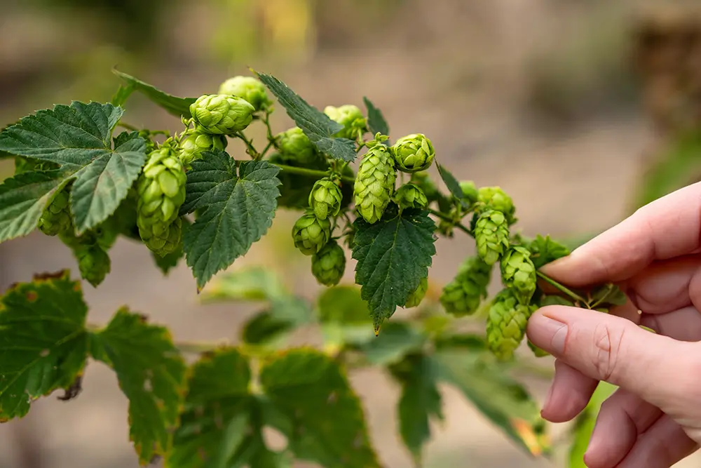 Protože se Starci na chmelu natáčeli na podzim, chmel se musel dobarvovat. | TVGURU.cz chmel