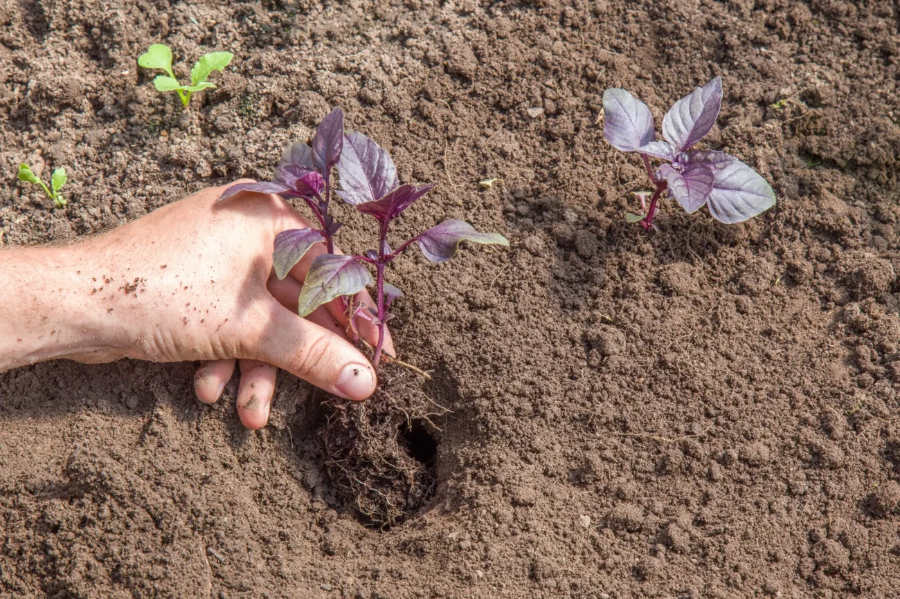 Člověk sází rostliny. 