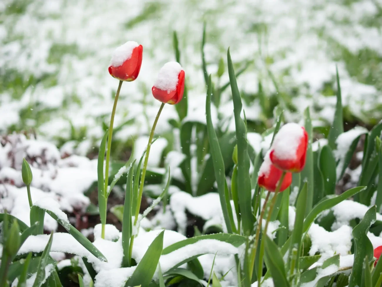 Zasněžené tulipány - bude jaro 2026 teplejší? | TVGURU.cz Zasněžené tulipány - bude jaro 2026 teplejší?