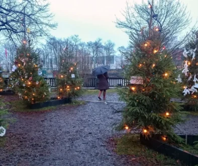 Vánoční stromky a bláto