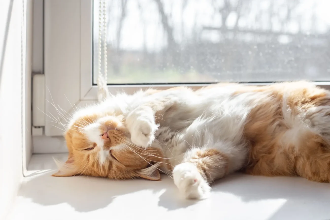 kočka ležící na parapetu