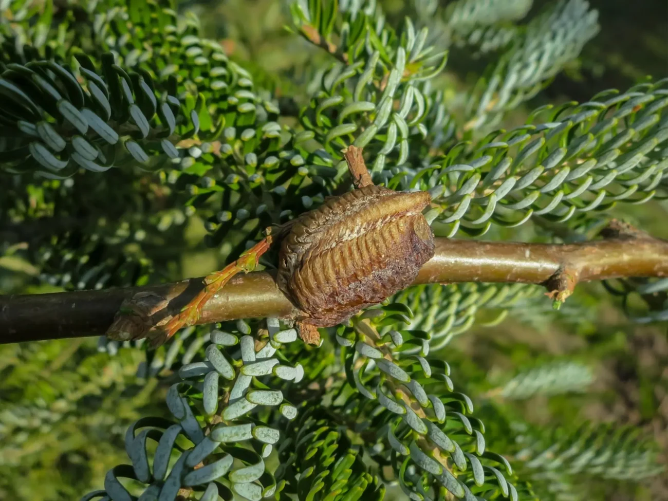 Ootéka (větší útvar na vánočním stromku)