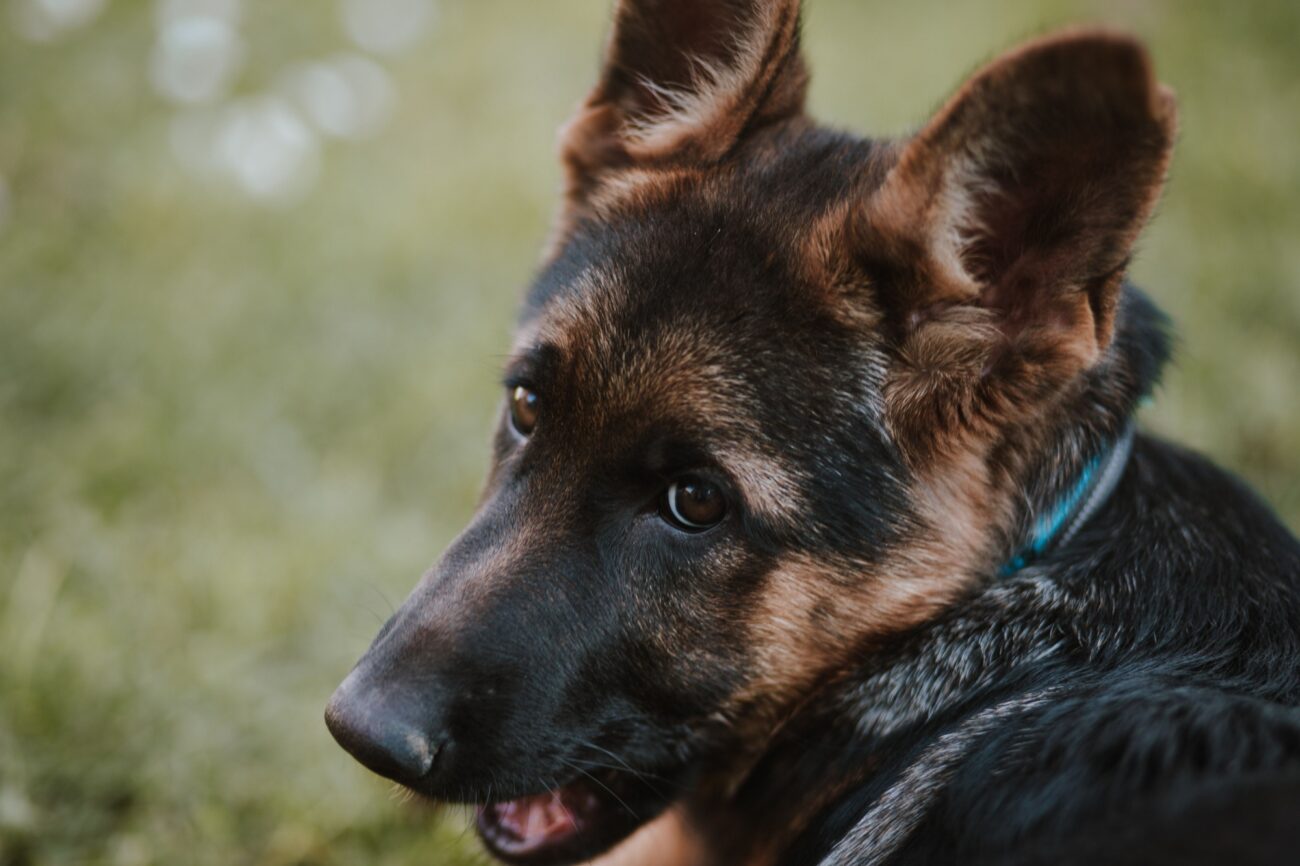 Německý ovčák | TVGURU.cz štěně německého ovčáka s lidským výrazem