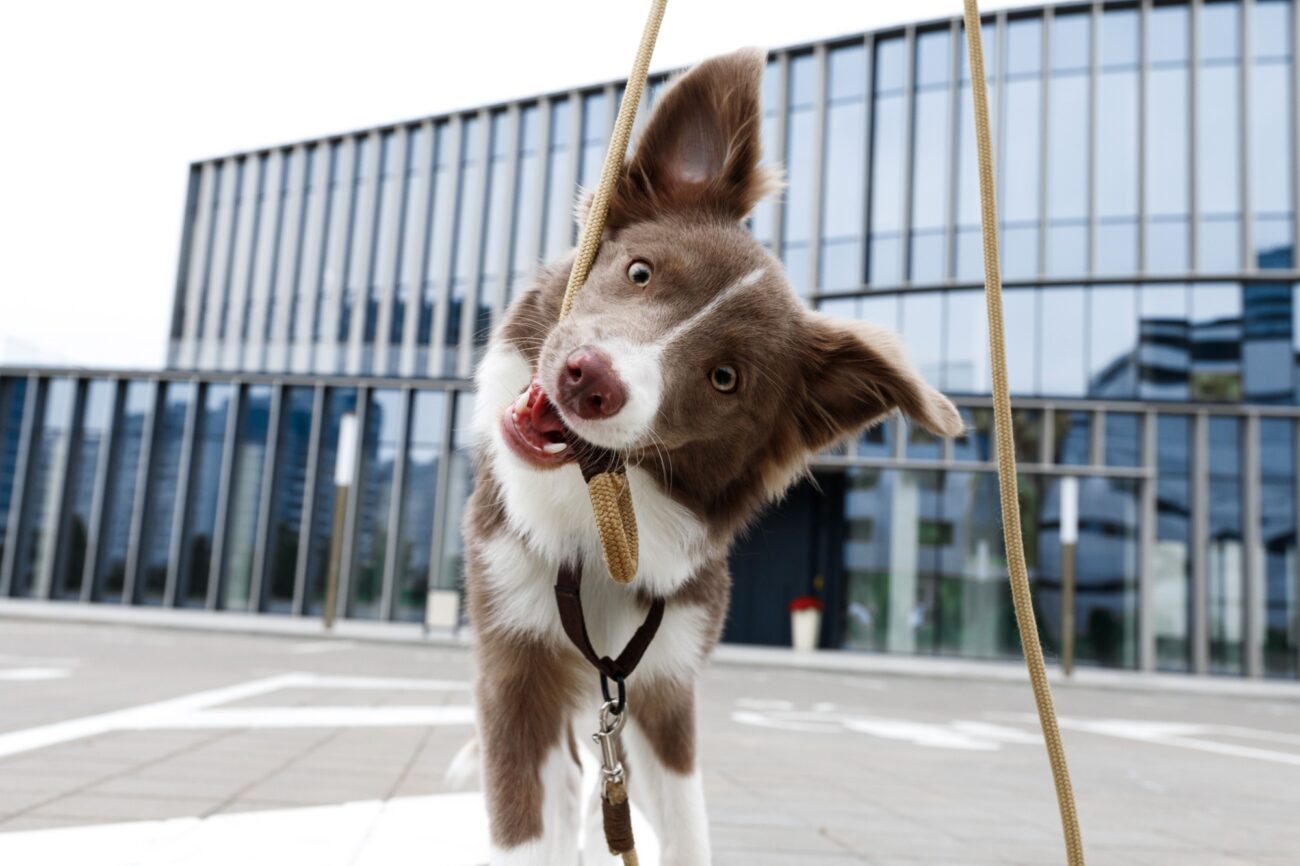 borderKolie | TVGURU.cz Border kolie drží vodítko jako nástroj