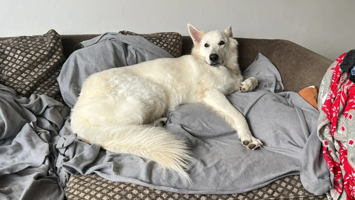 Bílý švýcarský ovčák leží rozvalený na gauči, připomíná člověka