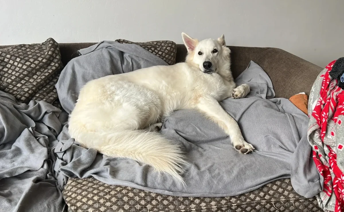 Bílý švýcarský ovčák leží rozvalený na gauči, připomíná člověka