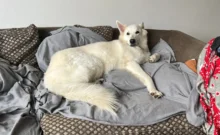 Bílý švýcarský ovčák leží rozvalený na gauči, připomíná člověka