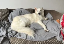 Bílý švýcarský ovčák leží rozvalený na gauči, připomíná člověka