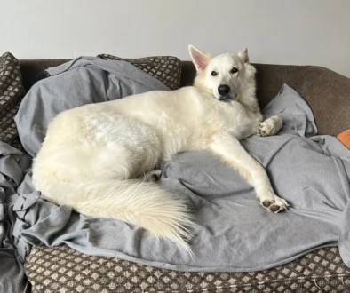 Bílý švýcarský ovčák leží rozvalený na gauči, připomíná člověka