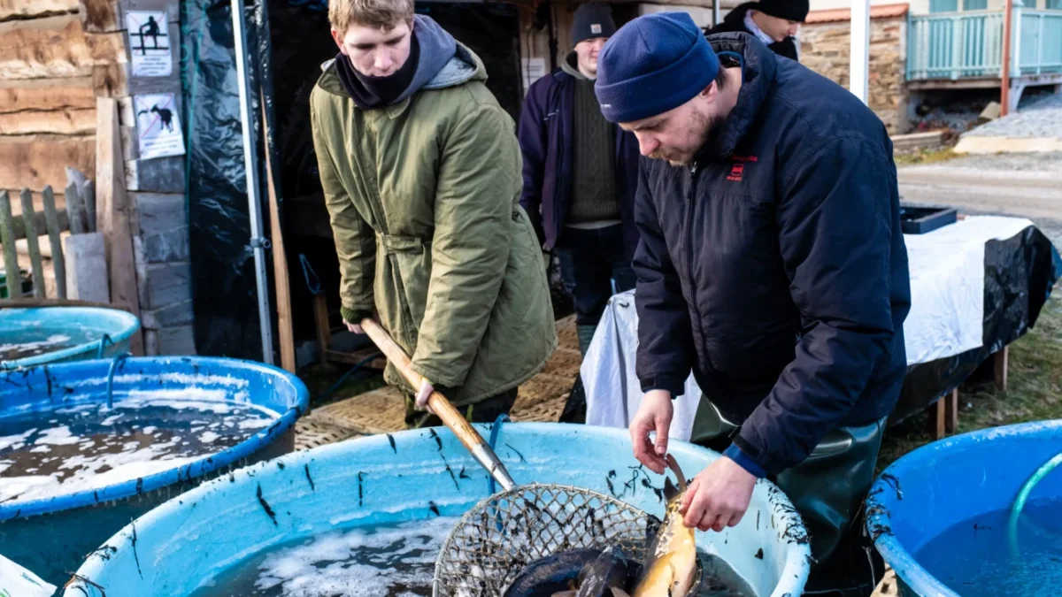 Muži loví kapry z kádě.